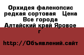 Орхидея фаленопсис редкая сортовая › Цена ­ 800 - Все города  »    . Алтайский край,Яровое г.